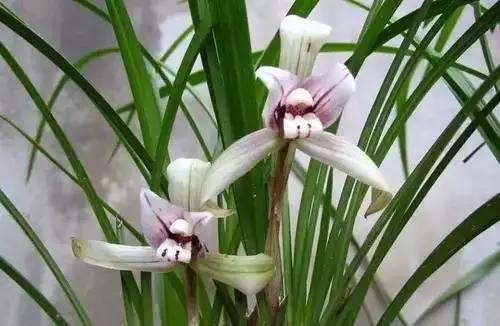 河南城市的市花有哪些花,全国56市市花图片