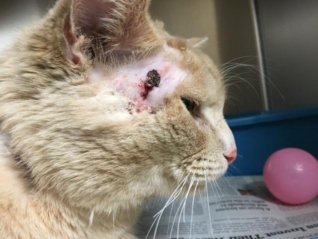 猫咪意外造成的内脏出血会自愈吗,猫咪受伤小便出血