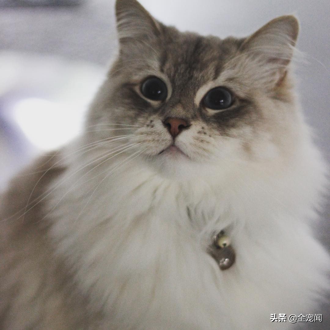 无豆类进口猫粮,原装进口无谷全价猫粮