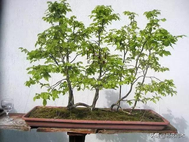 千金榆鹅耳枥盆景,千金榆和鹅耳枥苗