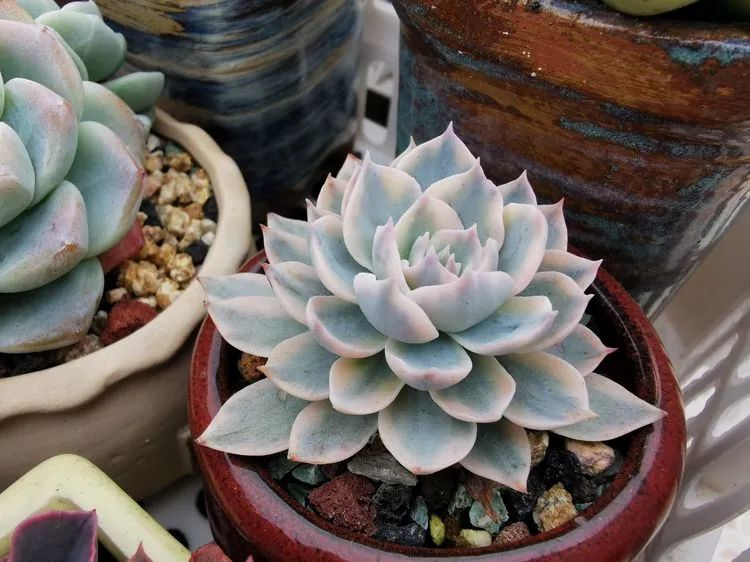 我和多肉,我与多肉