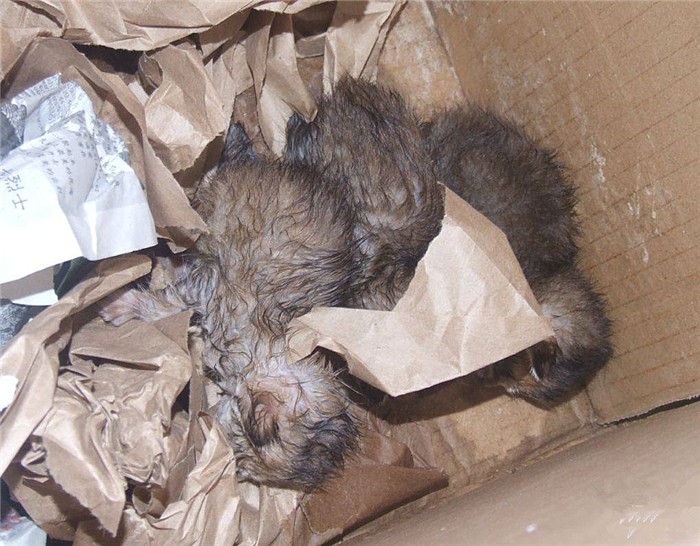 猫咪生下来第一天,猫咪生的第一窝小猫一定不能留吗