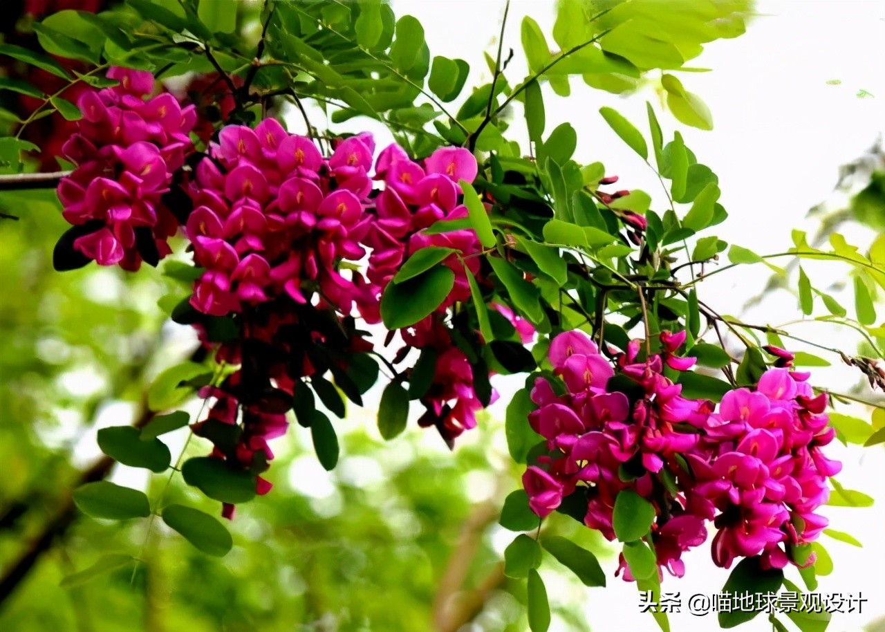 耐旱耐盐碱植物有哪些,耐盐碱的植物有哪些