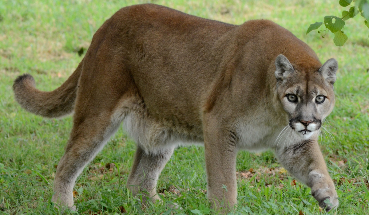美洲狮真的就是美洲金猫吗,美洲狮是豹子还是狮子
