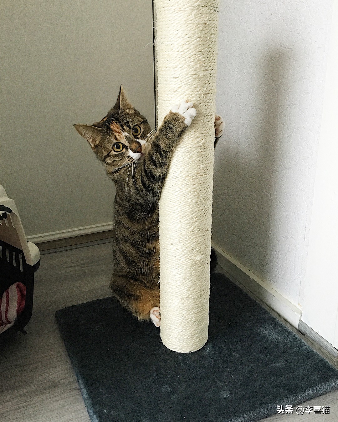 铲屎官如何避免猫咪挠到自己,铲屎官都会被猫咪挠吗