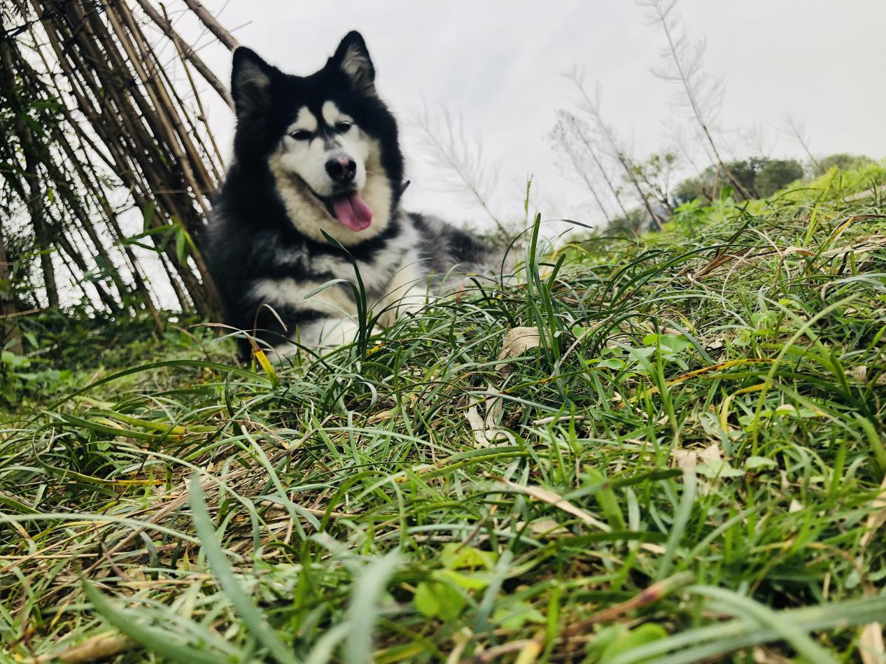 阿拉斯加犬与哈士奇哪个更有价值,阿拉斯加犬和哈士奇可以同养吗