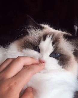 劝大家买猫的时候千万别买两只猫,买猫一时爽养猫火葬场