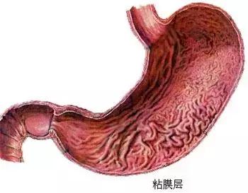 胶囊胃镜再也不用忍受插管的痛苦,插管胃镜和无痛胃镜哪种最好