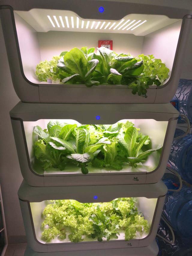 无土栽培水培过程,简单的无土栽培方法