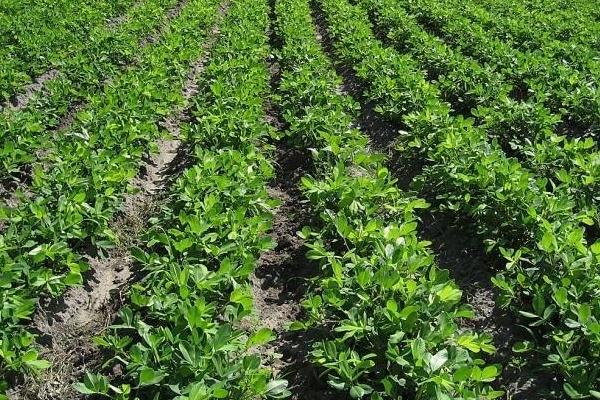 七彩花生营养价值比普通花生高吗,七彩花生的营养价值及功效