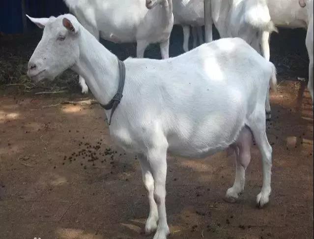 奶山羊最好的品种有哪些,全球公认最好的奶山羊品种是哪个