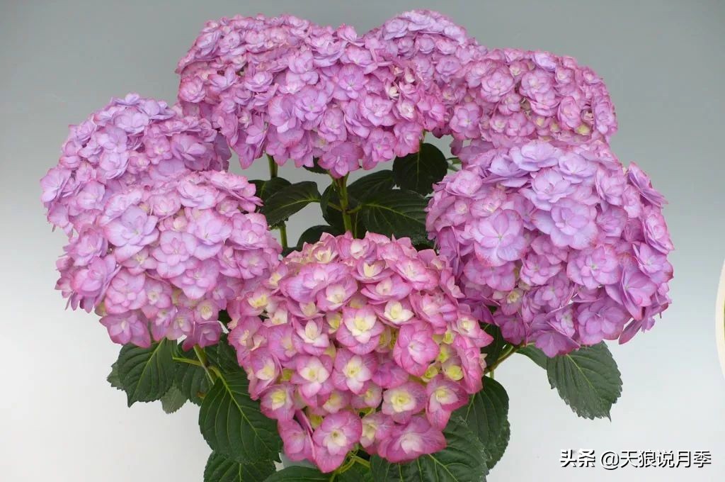 绣球季家里不缺花，全场8折迎初夏