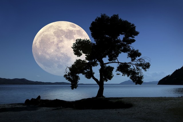 “背冷金蟾滑，毛寒玉兔顽”古诗词中广寒深宫里那一只小小的兔子