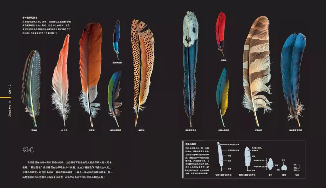 揭秘动物世界的“冷知识”,动物世界中的奇妙之处