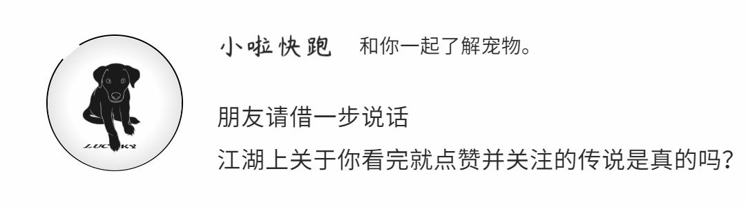 和蓝猫一样颜色的猫,巨型蓝猫跟普通蓝猫是两个品种吗