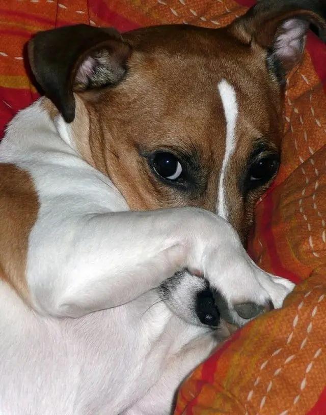 梦到喝马桶水，原来是狗半夜放屁