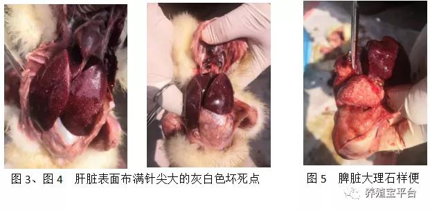 鸭霍乱怎么治疗最有效,鸭霍乱治疗最佳方法