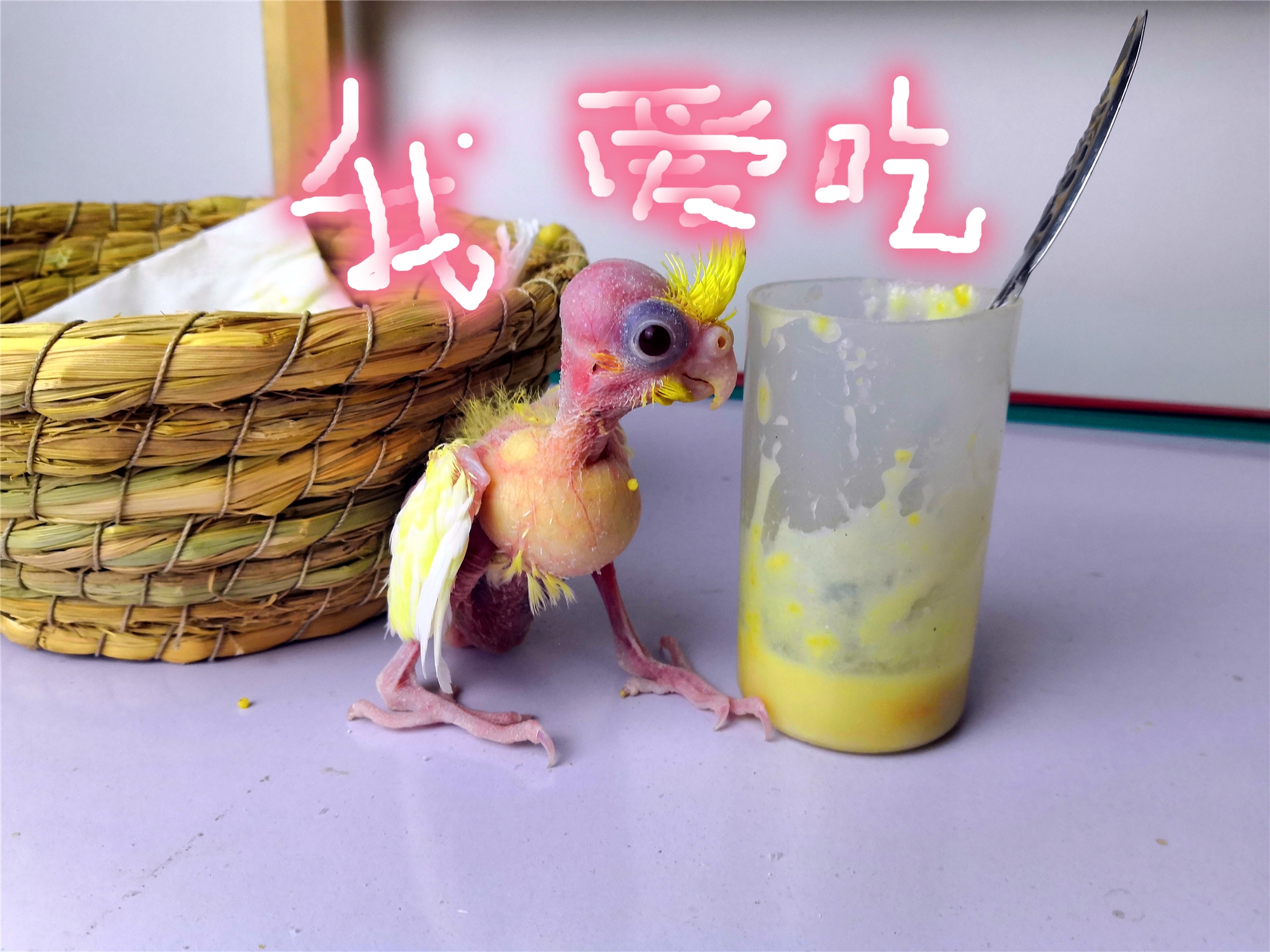 人工喂养鹦鹉的正确方法,人工喂养鹦鹉雏鸟需要注意哪些事