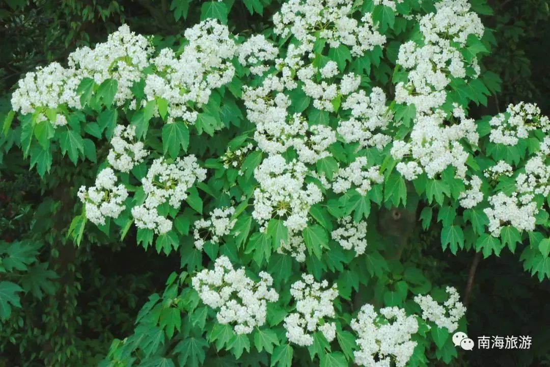 南海惊现“四月雪花”，漫山遍野桐油花开，美呆了！