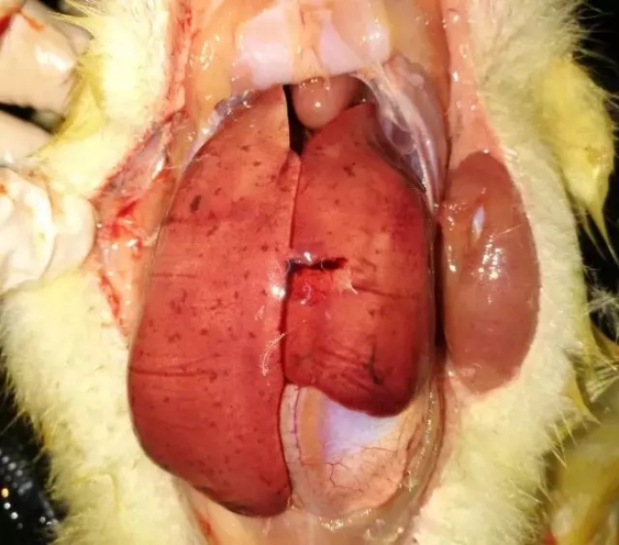 鸭呼肠孤病毒病,新型鸭细小病毒