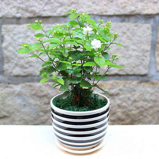 茉莉花开花多又香是怎么养护的,茉莉春季开花少夏季开花多