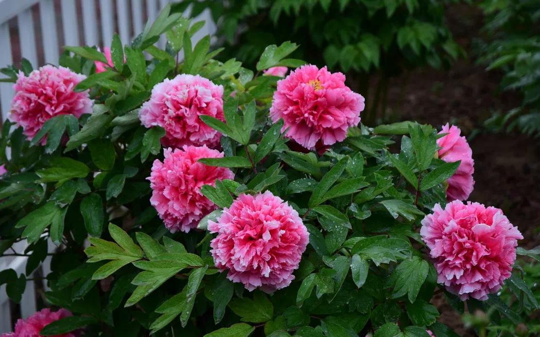 牡丹，熟悉而陌生——“花王”的前世今生，带你重新认识牡丹