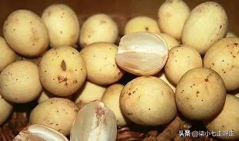 到马来西亚旅游,水果控一定不要错过这6种水果!