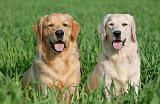 新手养金毛和拉布拉多哪个更合适,到底是养拉布拉多好还是养金毛好