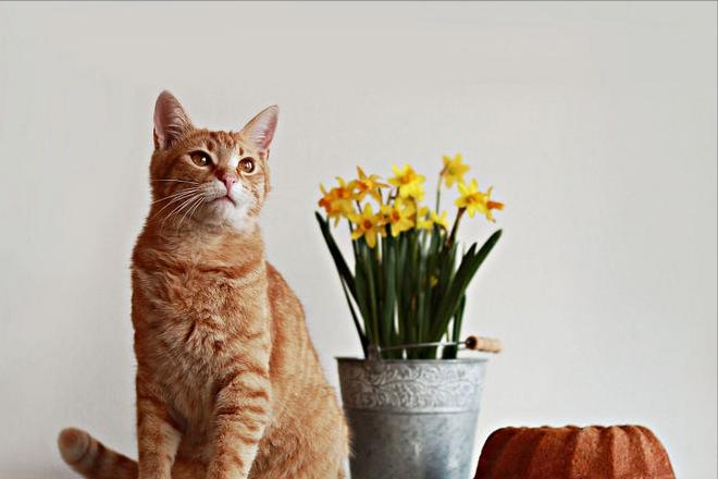 关于中华田园猫的全部资料大全,中华田园猫的名字大概都是什么