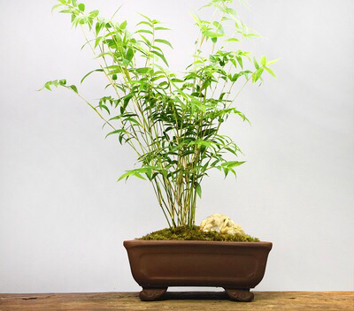 阳台养一盆茉莉,凤尾竹可以放阳台养吗