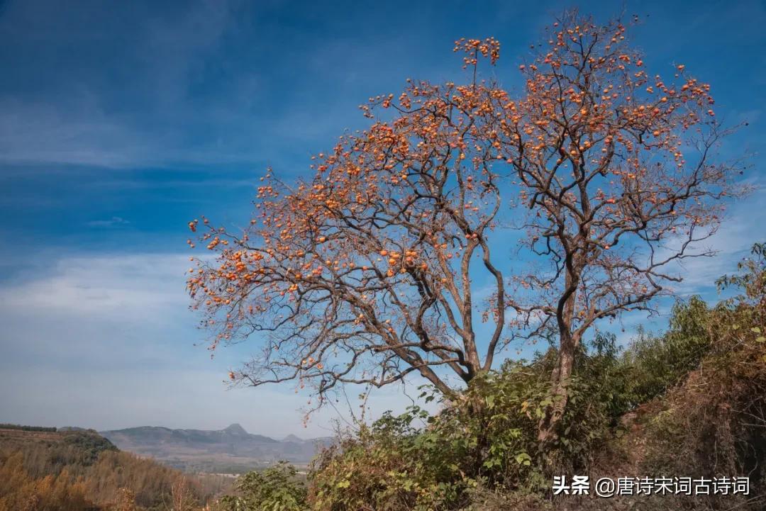 唯君粲丹实，独挂秋空明