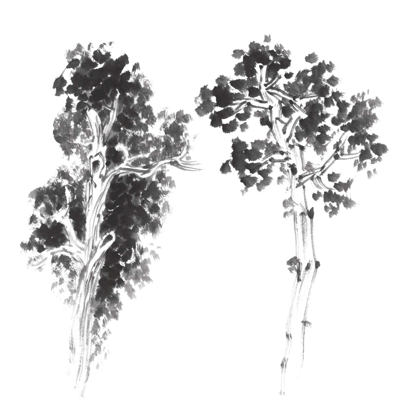 树画简单初学者教程,树画不好看了怎么改