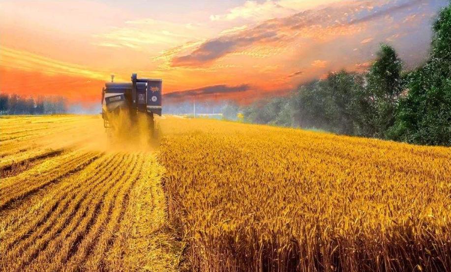 诗歌的收获,有关收麦子的古诗词有哪些