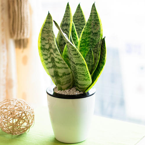 盆栽土里有蚊子怎么消灭最彻底,水培植物驱蚊子最有效的方法