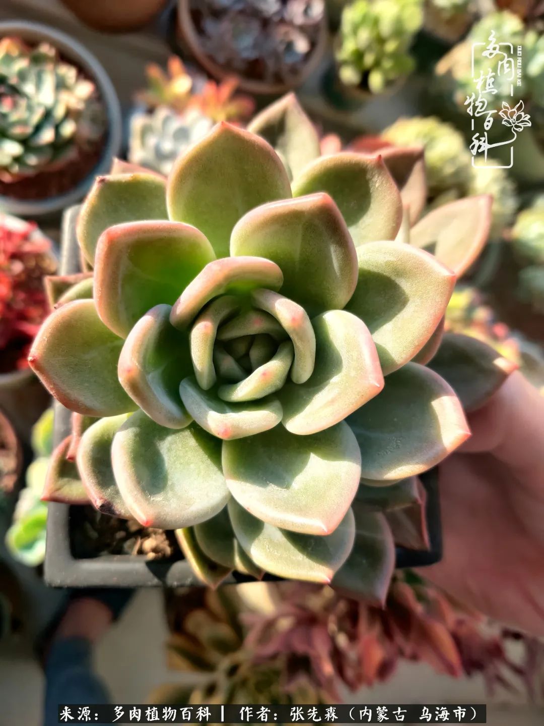 吸取教训，不断探索，英语老师的多肉碎碎念