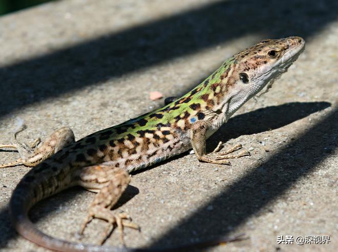 壁虎呆萌可爱,又可爱又温顺的壁虎