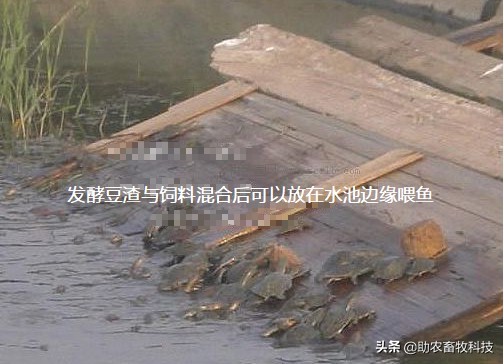 豆渣发酵饲料促生长易吸收,豆渣怎样发酵变成饲料养鸡