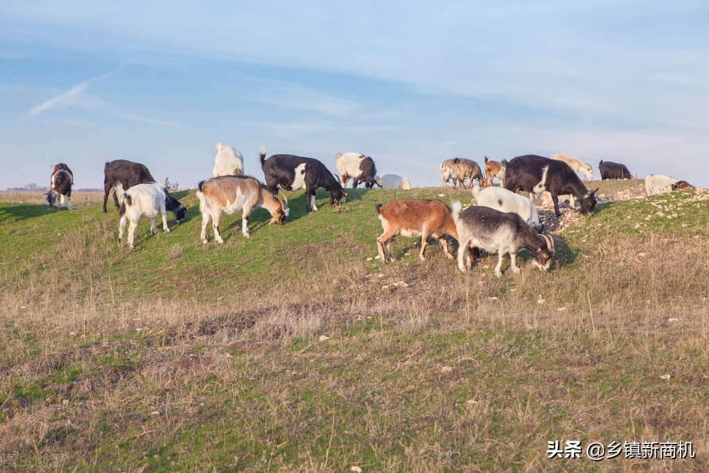 农村创业项目推荐2021小本生意,投资小适合农村的创业项目有哪些