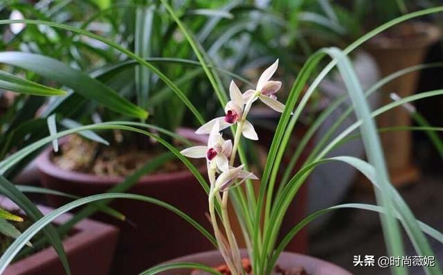 莲瓣兰有收藏价值吗,莲瓣兰12名品图解