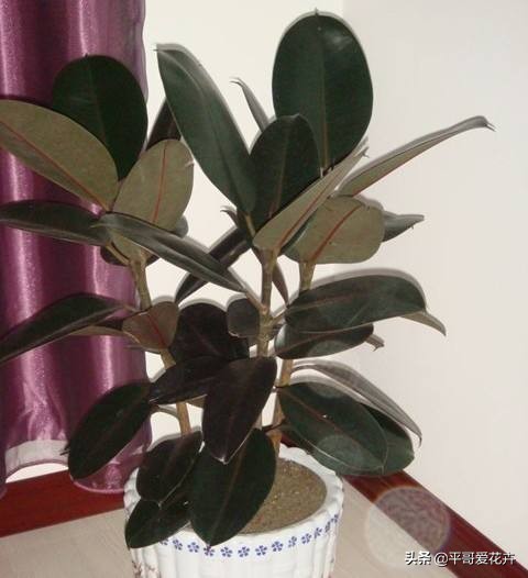 橡皮树叶片耷拉是怎么回事,橡皮树叶子发软下垂怎么回事