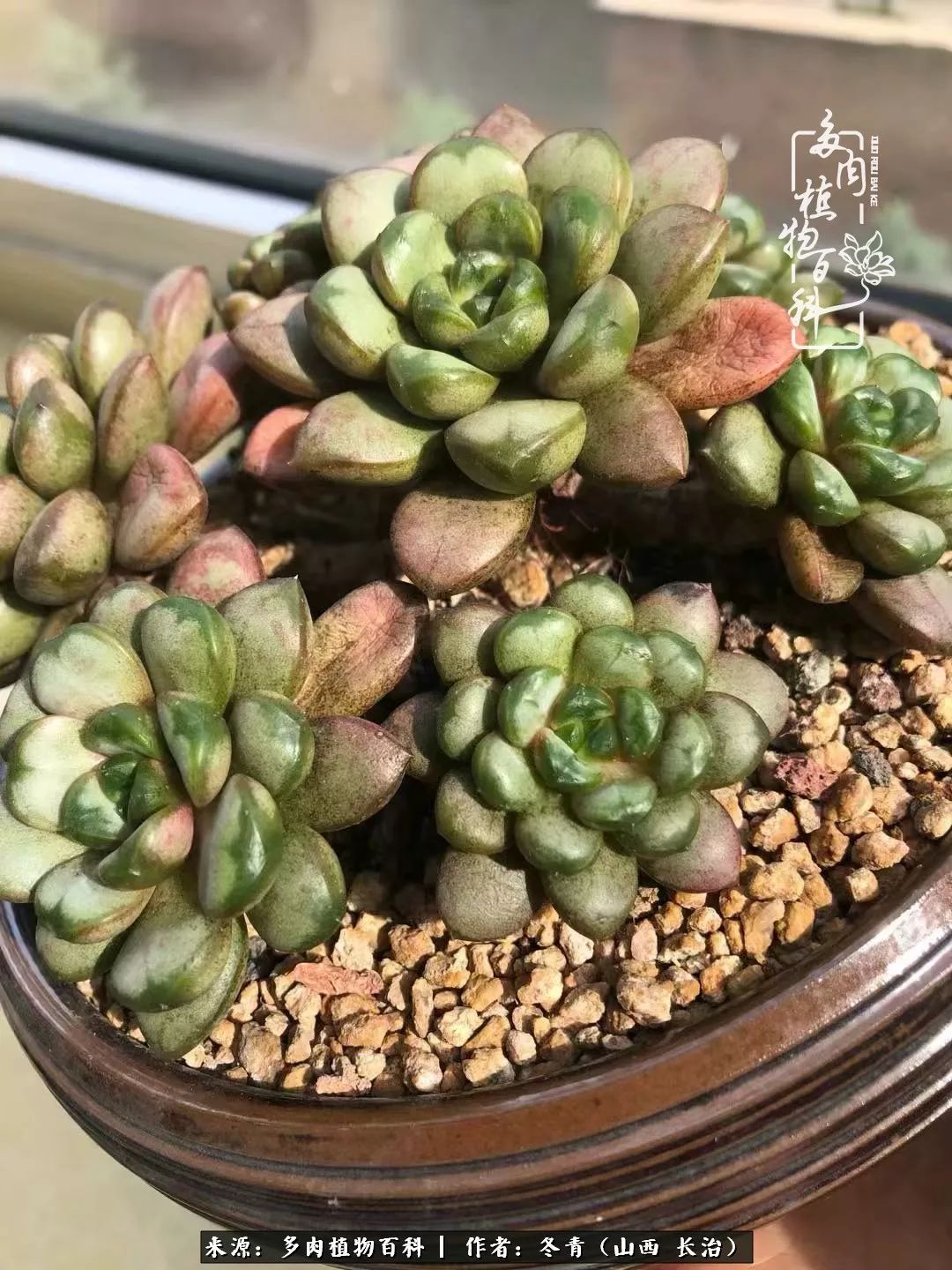 新手养多肉知道这4点打好基础,阳台上养多肉的正确方法