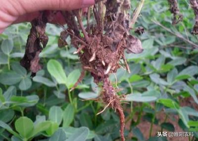 莴苣霜霉病灰霉病菌核病用什么药,灰霉病和疫病用什么药灌根