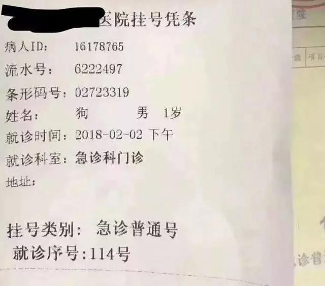 给狗看病太贵放弃治疗,给狗狗看病没效果花了几千