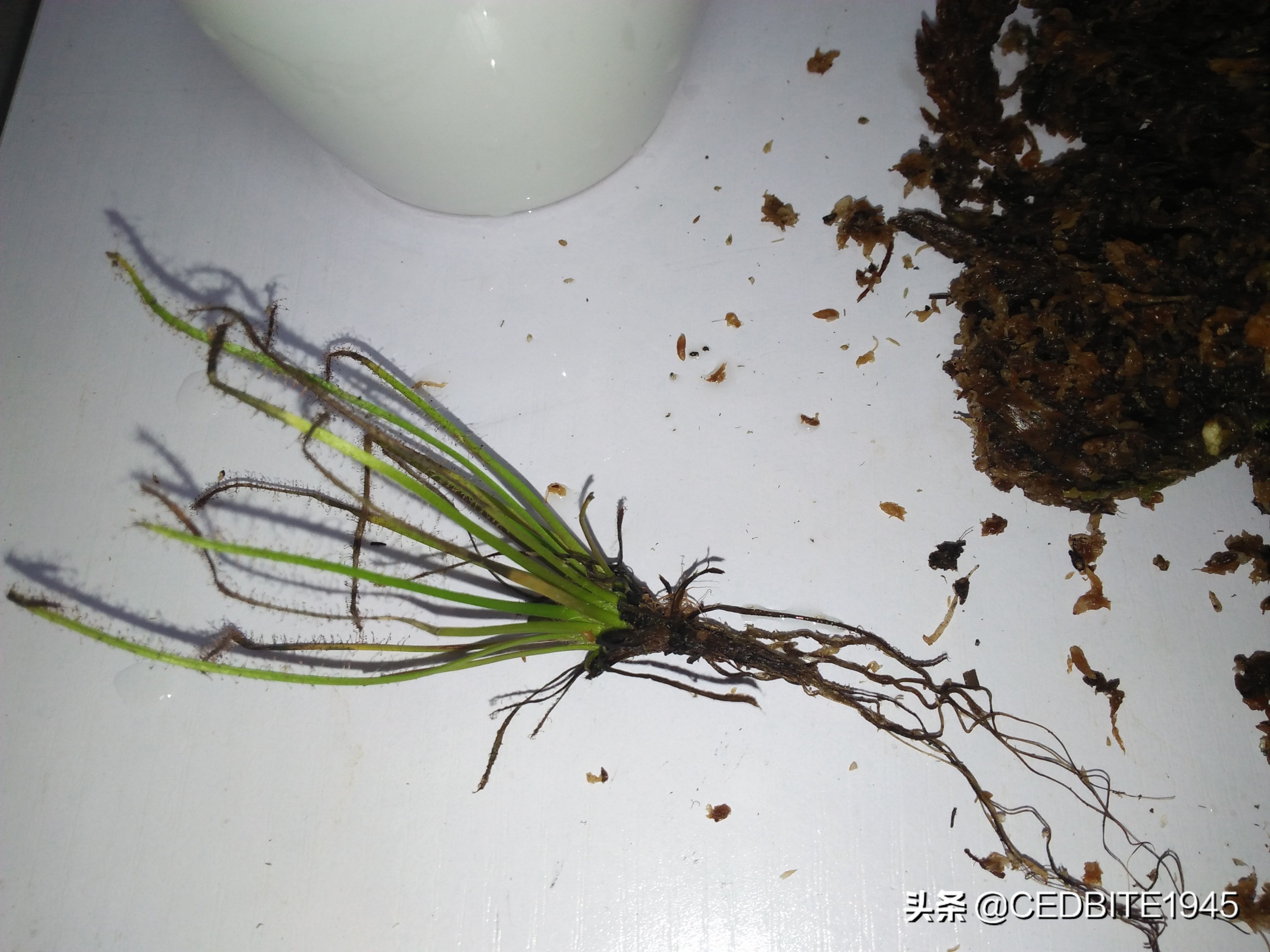 捕虫效率最高的食虫植物——茅膏菜种植攻略