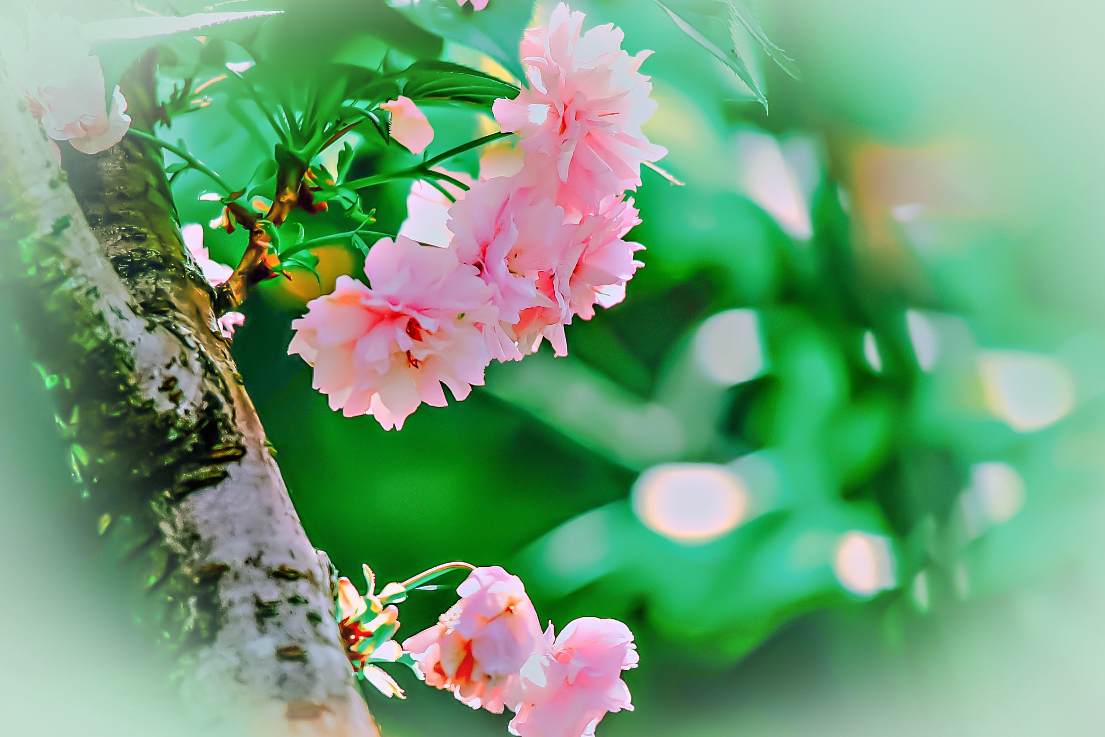 水彩花卉桃花技法,单花樱花怎么拍好看