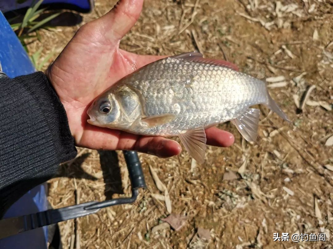 鱼少口弱,鱼少水浅怎么钓