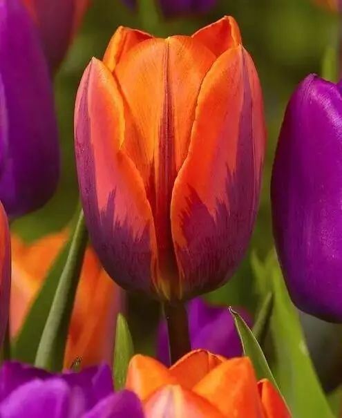 世界十大花卉排行榜名单,世界十大名贵花草