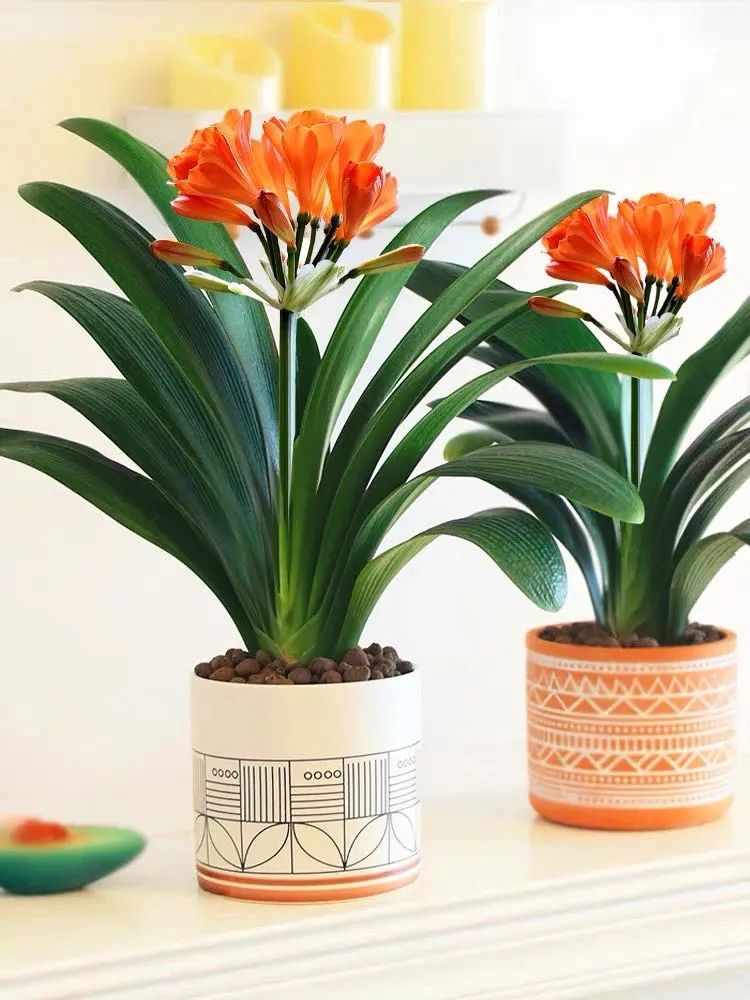 家养五种植物,家养绿叶花卉大全