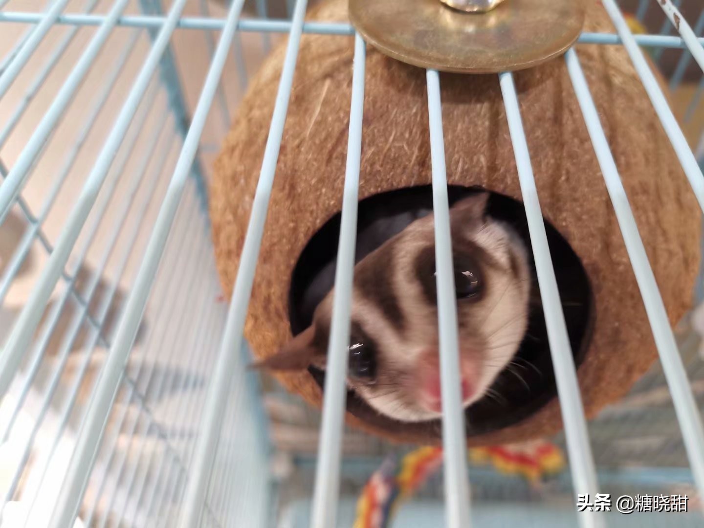 龙猫土拨鼠蜜袋鼯,龙猫真是太可爱了心都要被萌化了