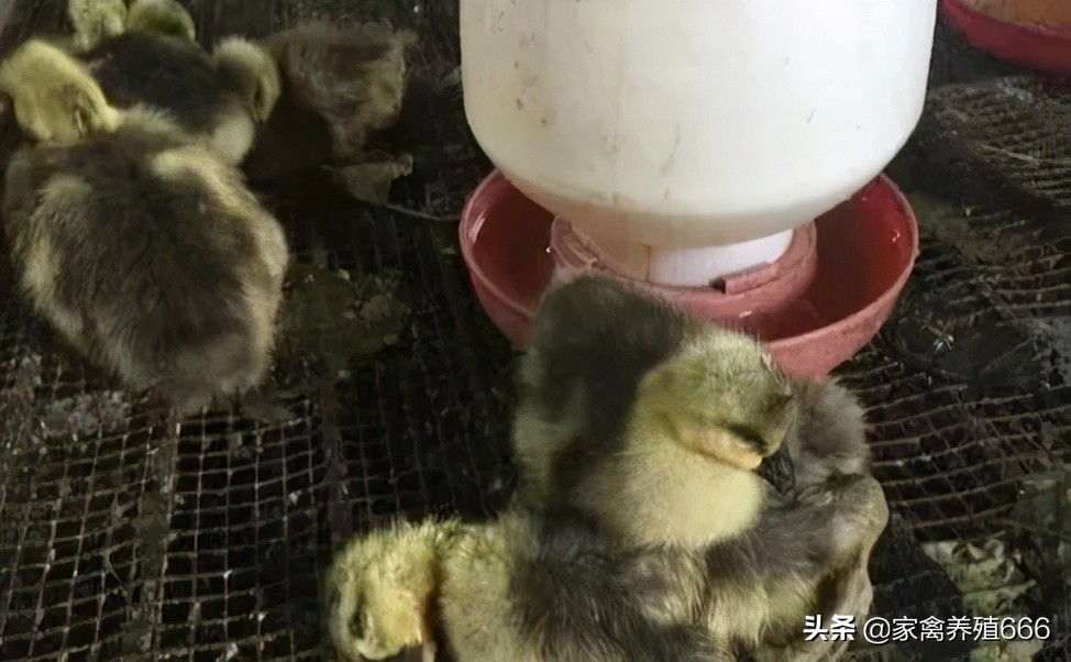 鹅感冒的治疗方法,鹅感冒怎么治疗最快最好